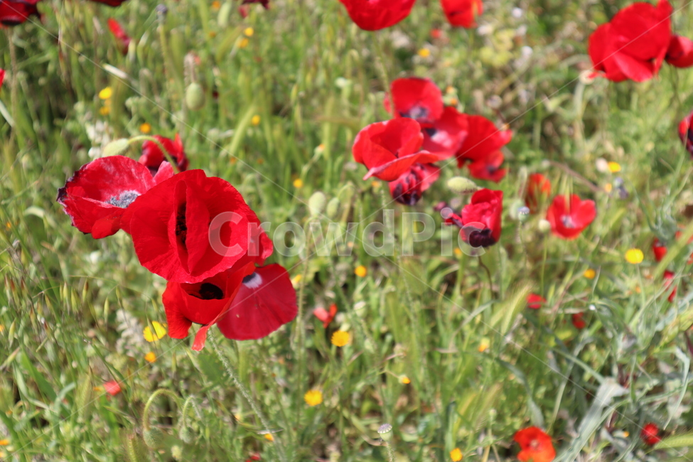 양귀비,꽃,개양귀비,빨강,빨간꽃,들꽃,plant,flower,blossom,식물,자연,plants,nature,꽃,flower