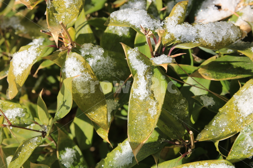 풍경,겨울,눈,풀,배경화면,바탕화면,겨울,계절,winter,season,식물,자연,plants,nature