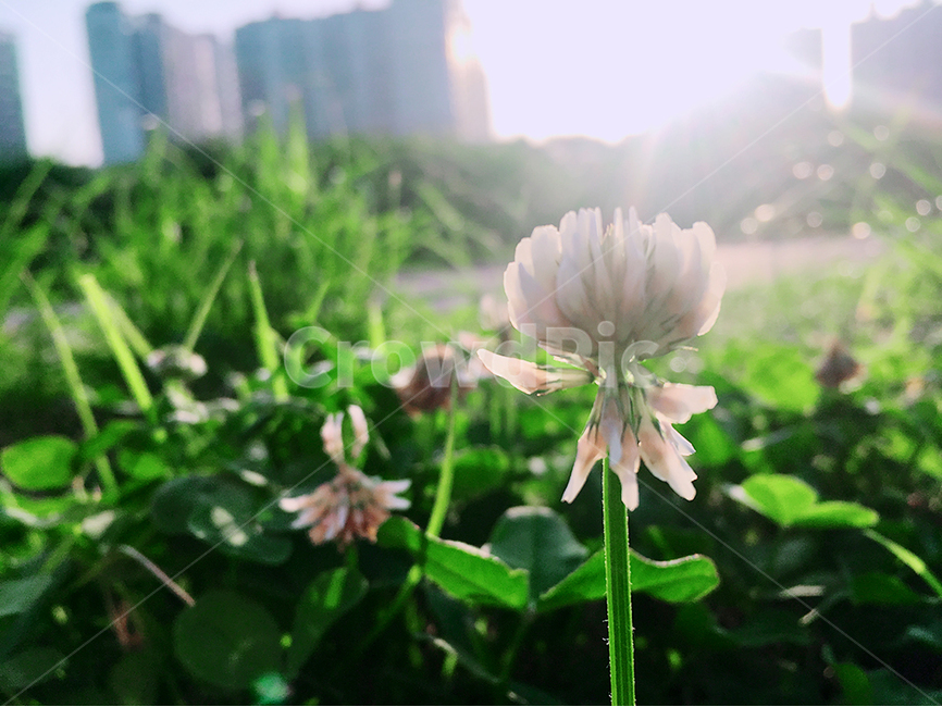 자연,식물,초록,녹색,봄,식물,자연,plants,nature,꽃,flower,휴식,힐링,rest,relaxation,healing