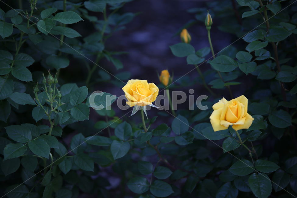 장미,꽃,rose,감성,노란,노란장미