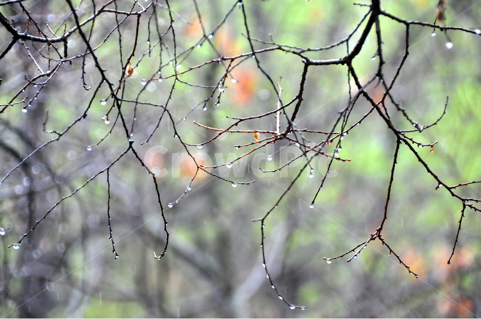 자연,식물,봄비,나뭇가지,역광,촉촉함,식물,자연,plants,nature,비,비오는날,rain,rainy