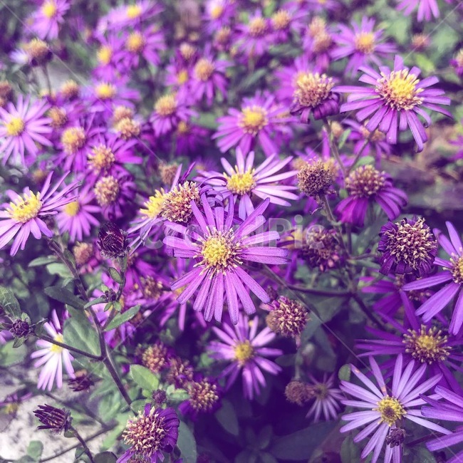 꽃,flower,보랏빛,우선국,보라색꽃