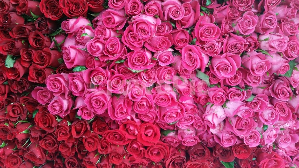 꽃다발,감성,선물,봄,장미,꽃,감동,꽃,flower