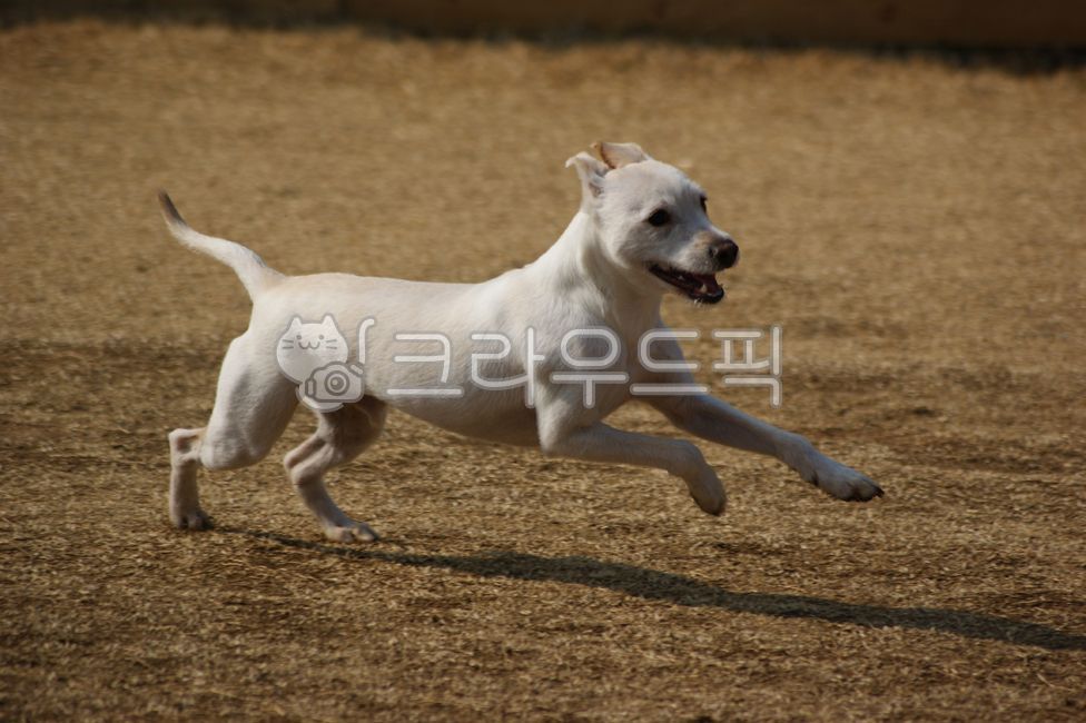 개,강아지,달리기,질주,뛰다,런닝,반려견,시고르자브종,에너지,애완견,반려동물,애완동물,동물,흰색,하얀색,풀,잔디,야외,실외,공원