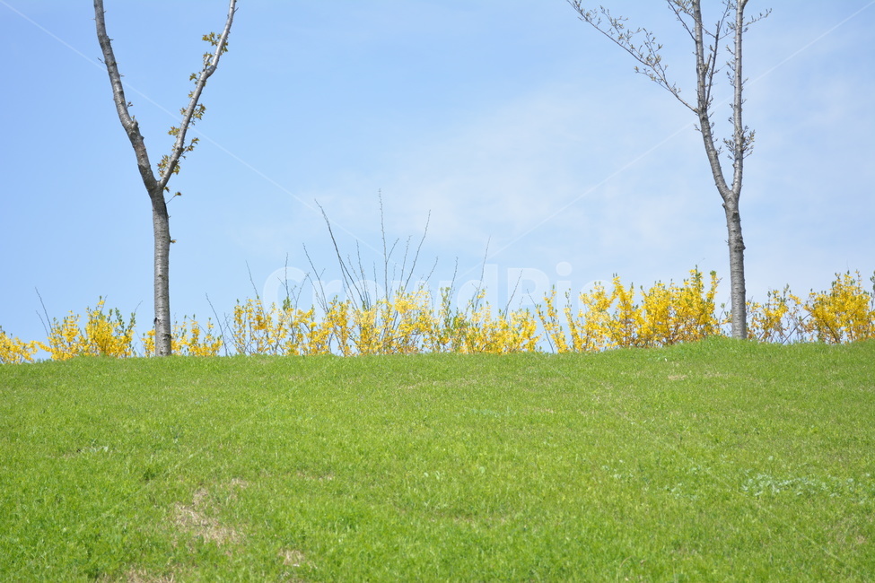 nature,자연,들,꽃,개나리,하늘