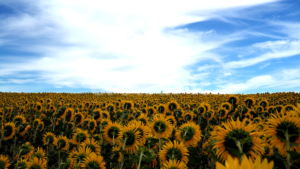 스페인,순례길,산티아고순례길,camino,santiago,caminodesantiago,자연,풍경,배경,자연,풍경,nature,landscape,식물,plants,꽃,flower,plant