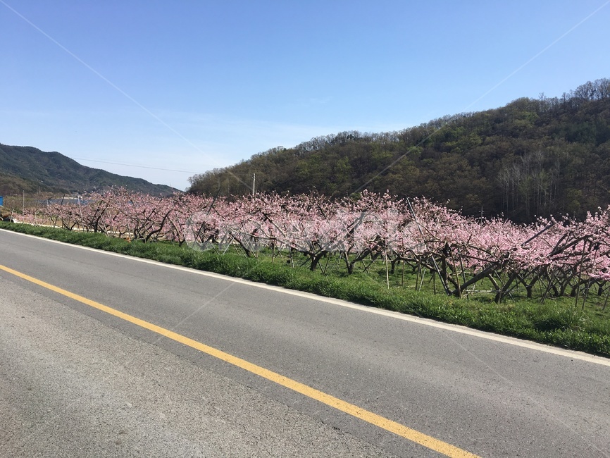꽃,하늘,여름,복숭아꽃,도로
