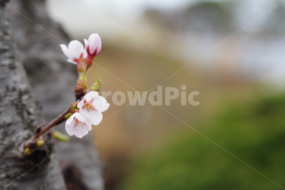 벚꽃,꽃,플라워,봄,봄꽃,flower,흰색,화이트,느낌,감성,접사,계절,나무,식물,생명,생물,봄,계절,spring,season,식물,자연,plants,nature,꽃,flower,plant,blossom