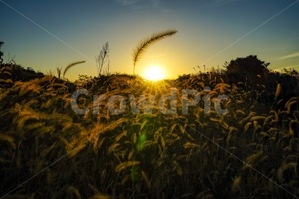 제주도,가을,노을,자연,풀,가을,계절,fall,autumn,season,자연,풍경,nature,landscape,식물,plants,감성,sensible,feeling,grass,잔디,plant,lawn,flare,플레어,light,빛