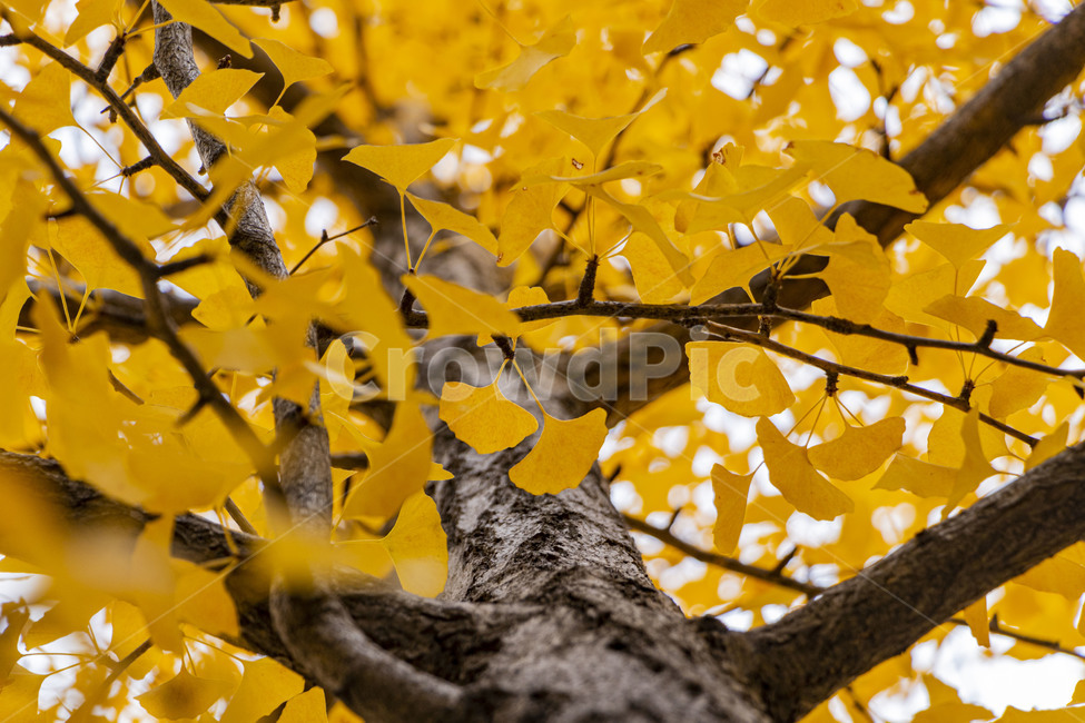 은행,은행나무,은행잎,ginkgo,ginkgotree,ginkgoleaves,가을,계절,fall,autumn,season,식물,자연,plants,nature,나무,trees,wood,leaf,잎,plant,tree