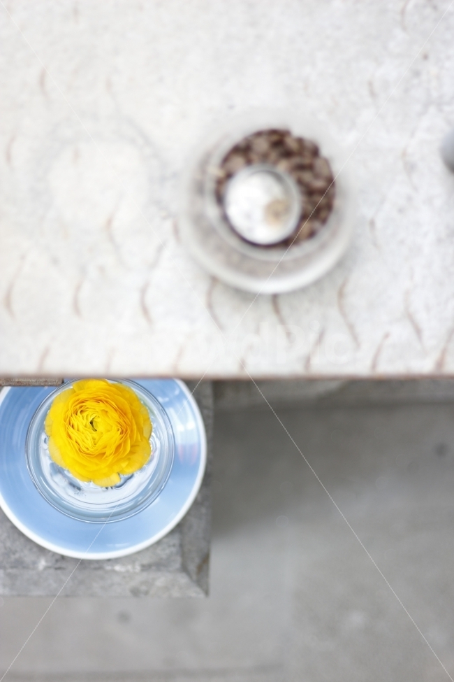 꽃,식물,카페,테이블,인테리어,탁자,감성,봄,flower,plant,cafe,interior,table,spring,blooming,warm,커피,원두,식물,자연,plants,nature,인테리어,실내디자인,interior design,커피,카페,coffee,cafe,꽃,flower