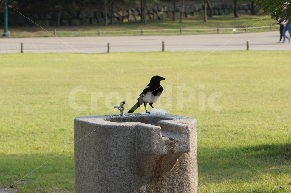공원,까마귀,새,자연,잔디,park,bird,lawn,동물,animal,조류,새,birds