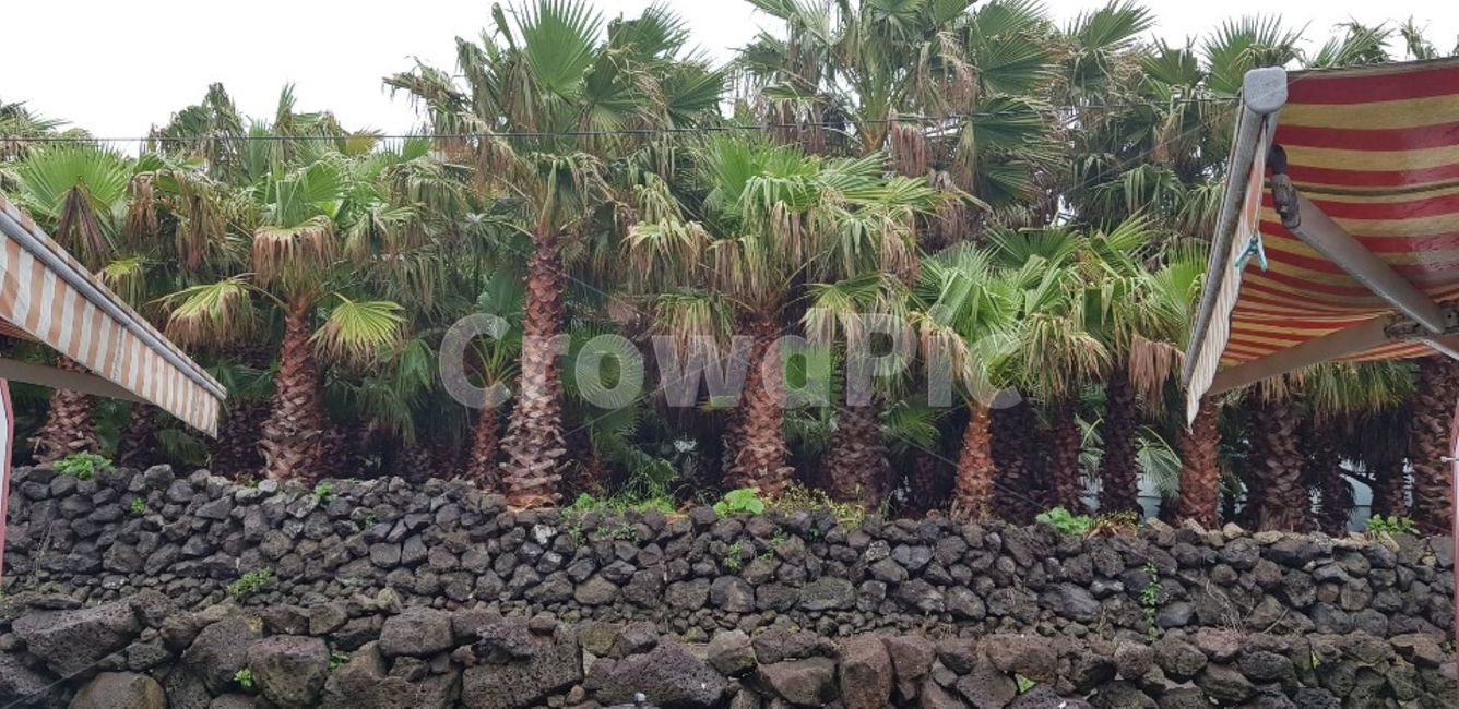 plant,식물,tree,나무,제주도,돌담,야자수