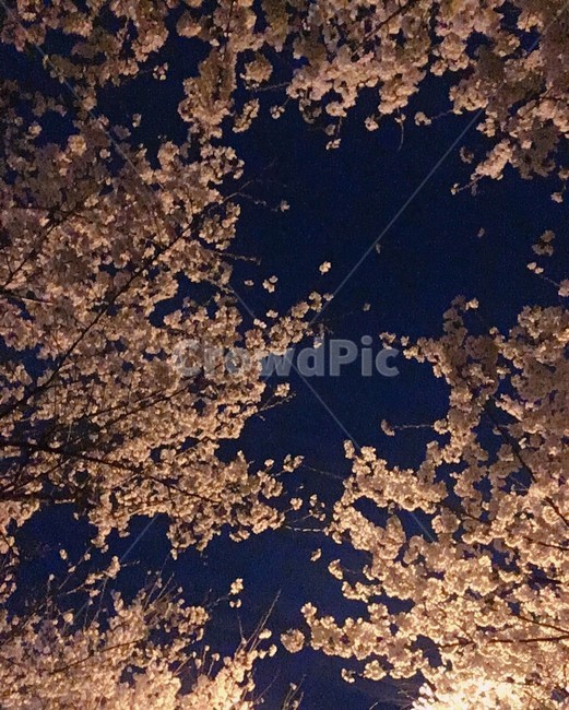 벚꽃,밤하늘,꽃,봄,plant