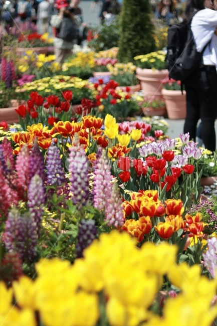 꽃,튤립,여름꽃,에버랜드,빨강,노랑,색감,화사함,봄,계절,spring,season,식물,자연,plants,nature,꽃,flower,plant