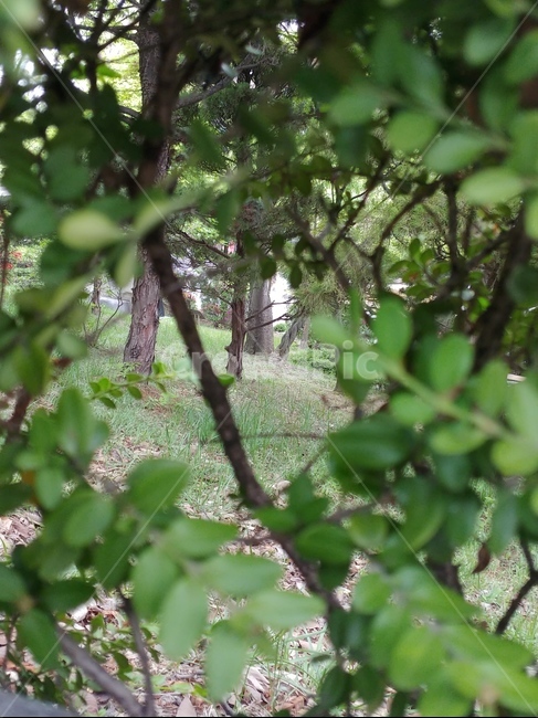 자연,풀,나무,초록,생명,봄,밝음,nature,grass,tree,green,life,spiring,bright