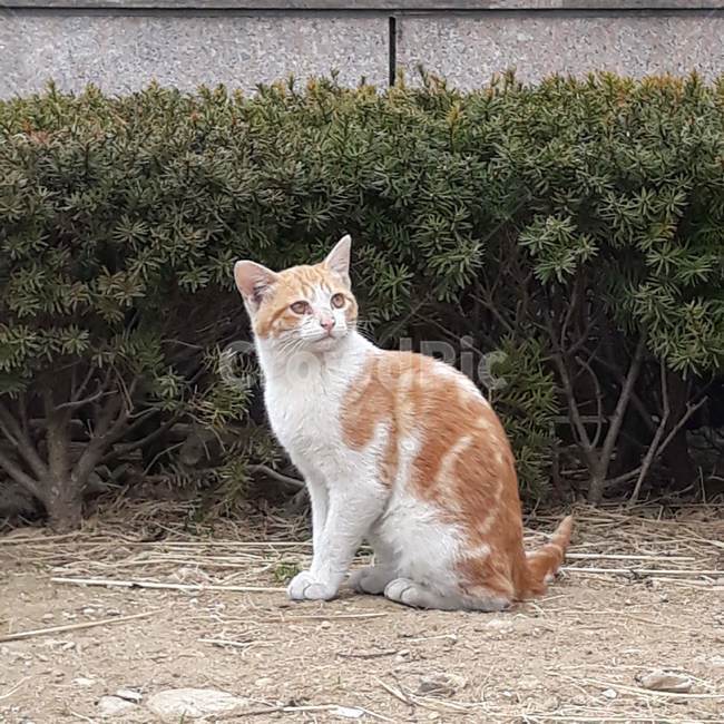 고양이,길고양이,cat,귀여움,냥이