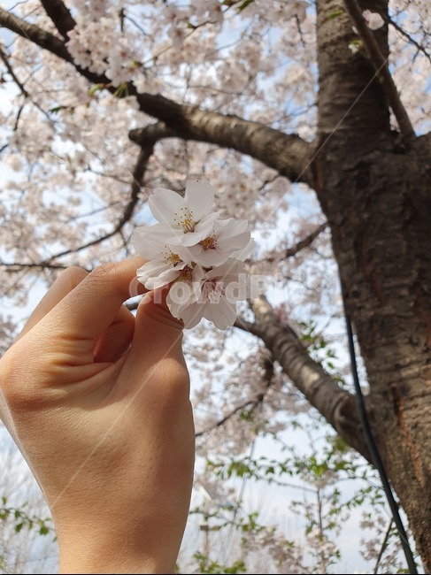 벚꽃,꽃,예쁜꽃,감성,꽃길