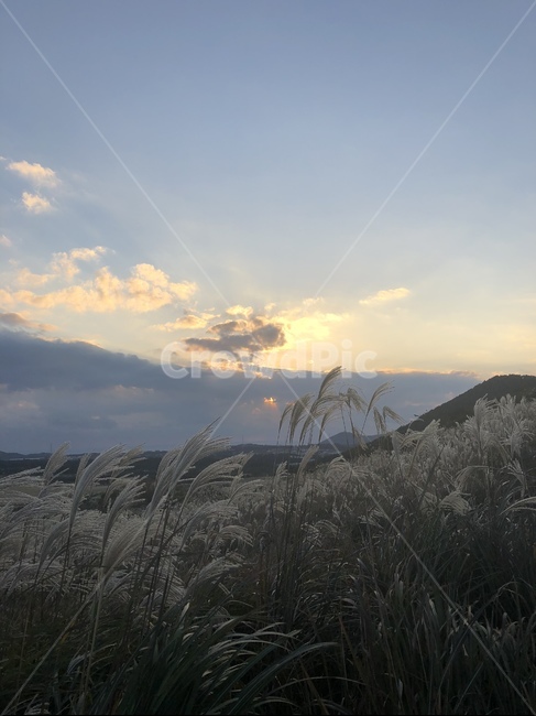 제주도,갈대숲,갈대밭,갈대,억새,석양