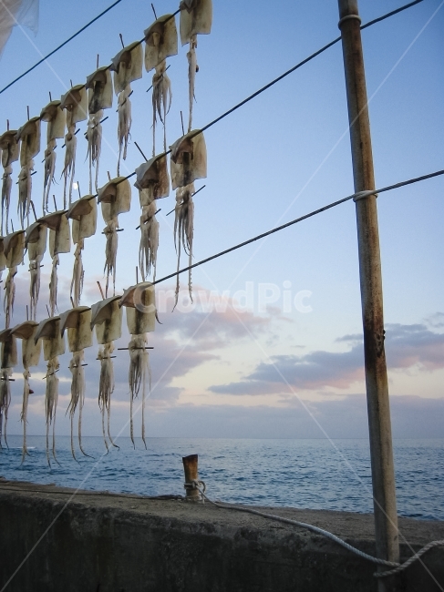 바다,오징어,건조,구름,바닷가,cuttlefish,driedsquid,음식,식재료,요리,food,cook,meal,dishes,food reserves,수산물,해산물,fishery products,seafood,산업,industry,industrial,어업,fishery,fishing industry