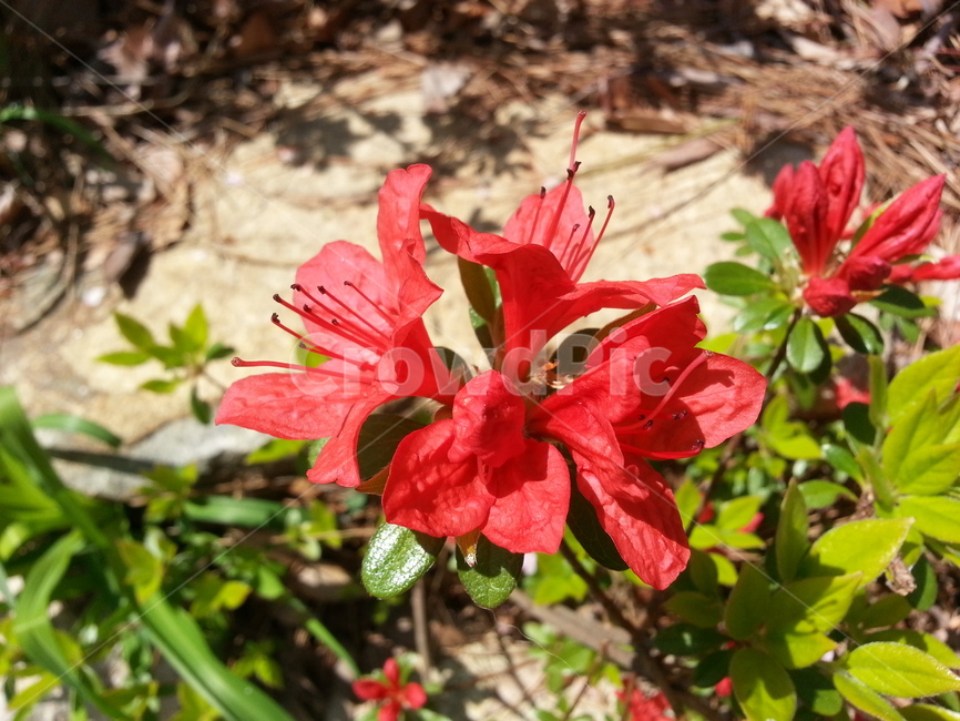 철쭉,꽃,flower,산뜻,자연,식물,자연,plants,nature,꽃,flower