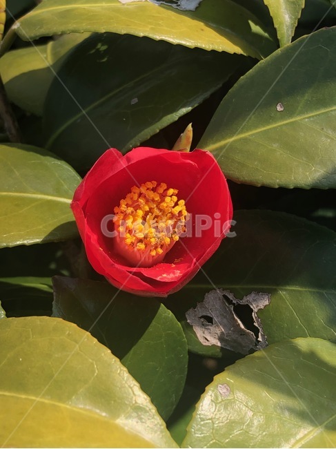동백꽃,풀잎,꽃,오륙도,빨간동백,식물,자연,plants,nature,꽃,flower