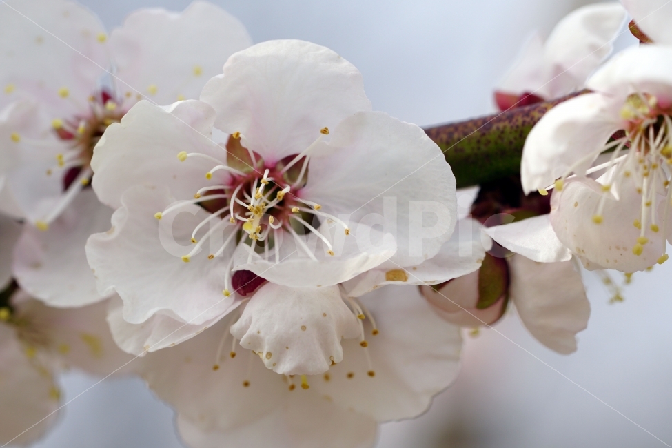 매화,꽃,나무,나뭇가지,산,봄,자연,플라워,꽃봉오리,flower,nature,spring,접사,macro,클로즈업,closeup,tree,숲,숲속,산림,삼림,조경,식물,plants,봄꽃,감성,힐링,풍경,landscape,식물,자연,plants,nature,봄,계절,spring,season,꽃,flower,plant,blossom