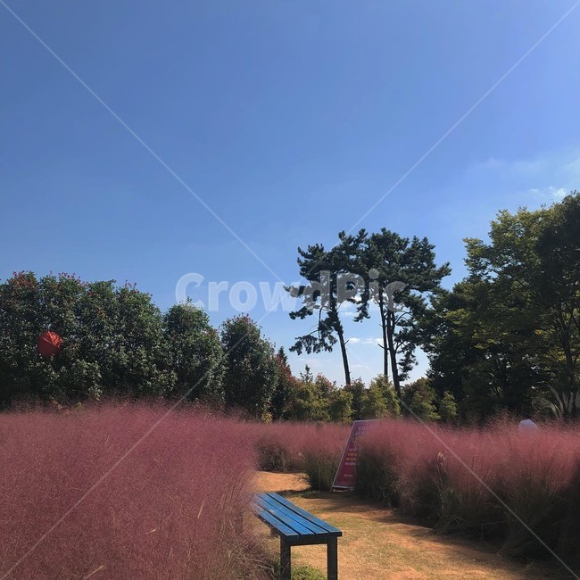 가을,하늘,뮬리,핑크뮬리,공원,가을하늘,꽃,나무,청산수목원,수목원,autumn,fall,sky,가을,계절,fall,autumn,season,자연,풍경,nature,landscape,bench,벤치,plant,식물,grass,잔디,furniture,가구
