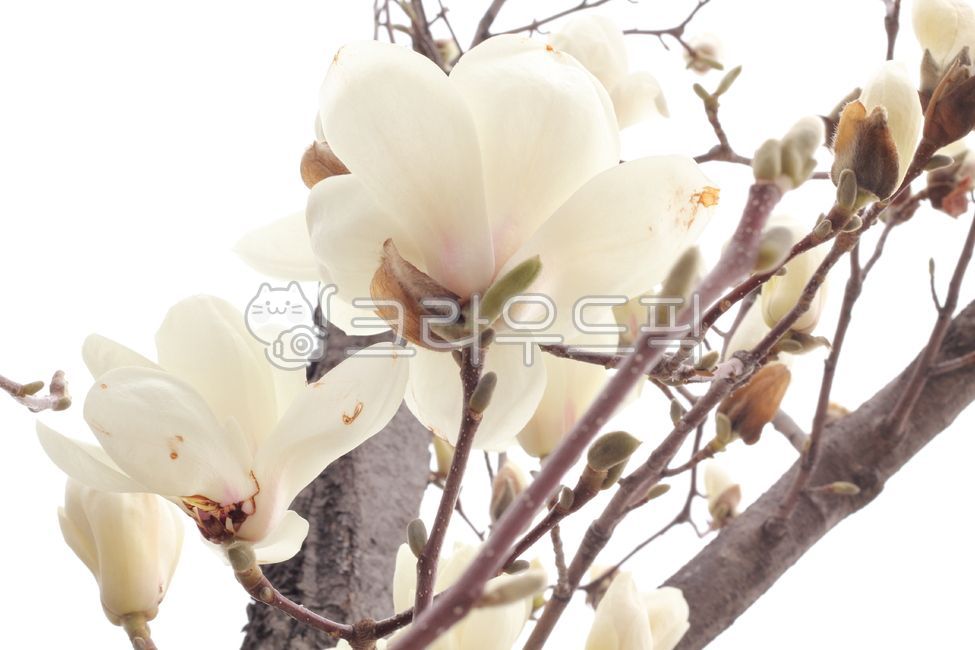 목련,꽃나무,흰꽃,magnolia,flower,bolssom