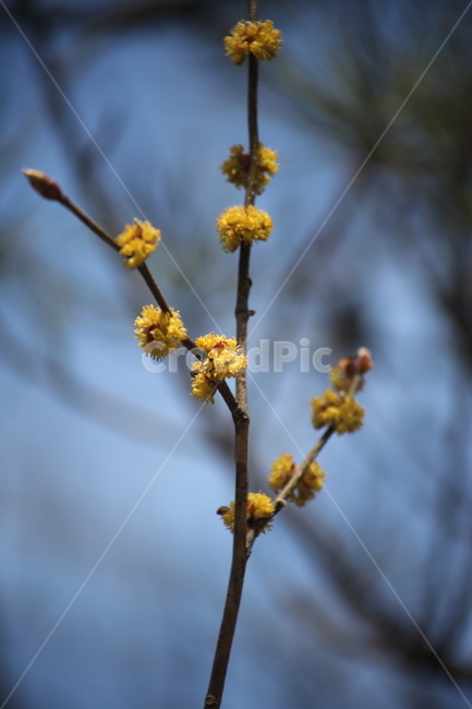 꽃,생강나무,식물,봄,japanesespicebush,식물,자연,plants,nature,꽃,flower