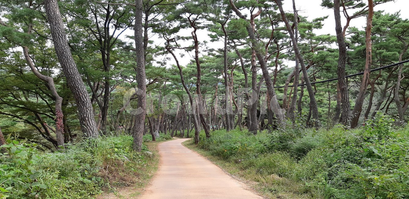 봉곡사,소나무,등산,가을,둘레길,자연,풍경,nature,landscape,한국자연풍경,한국자연경관,korea nature landscape,path,통로,trail,꼬리