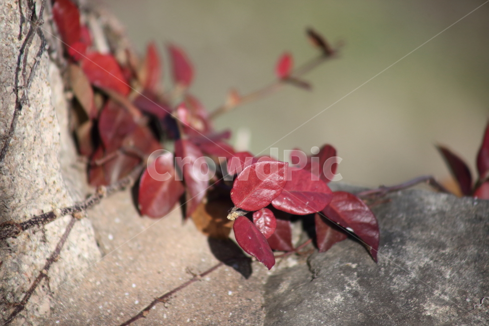 단풍,잎,식물,가을,redleaves,leaf,plant