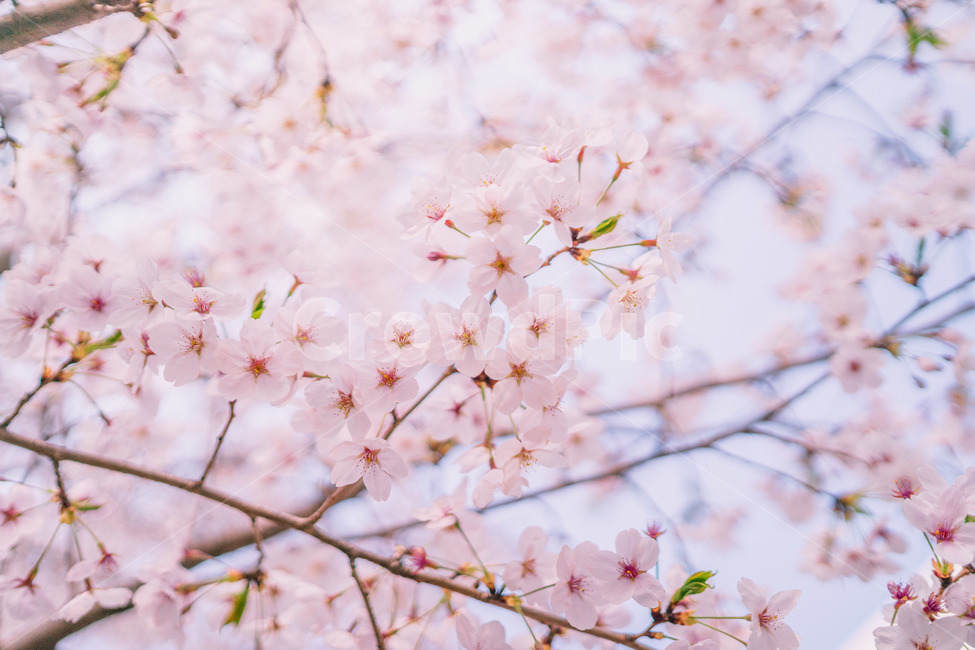 벚꽃,꽃,봄,벚꽃나무,분홍,색감,spring,flower,cherryblossom,봄,계절,spring,season,plant,식물,blossom