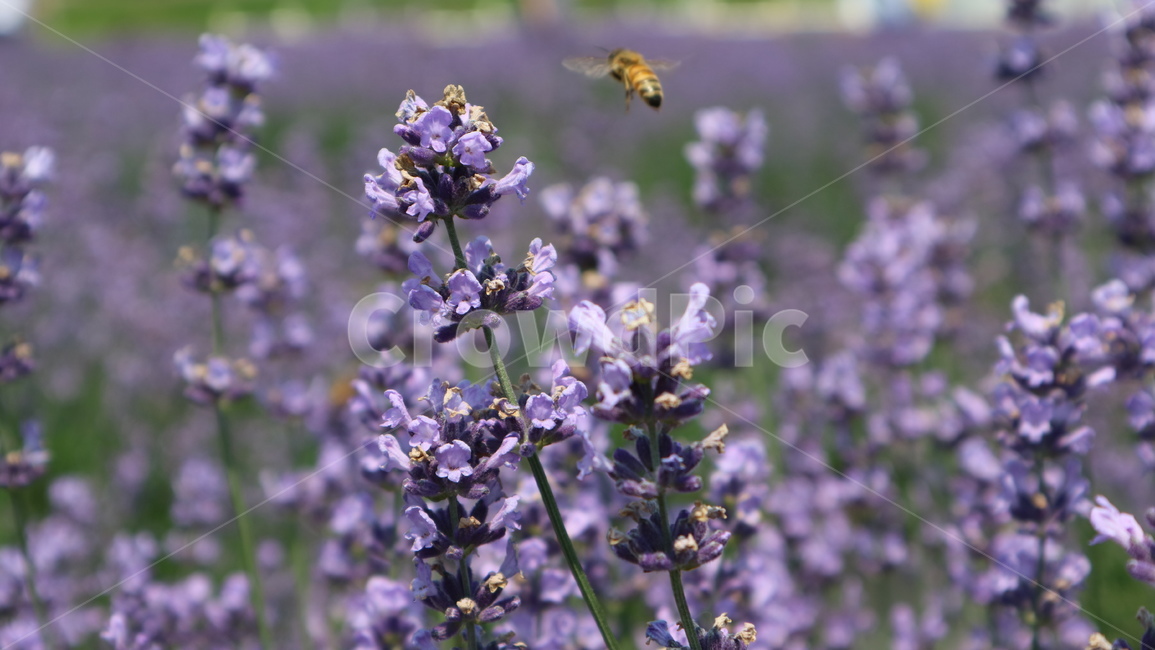 라벤더,라벤더축제,비상,꽃,벌,자연,꿀벌,식물,자연,plants,nature,꽃,flower,곤충,벌레,insect,bug