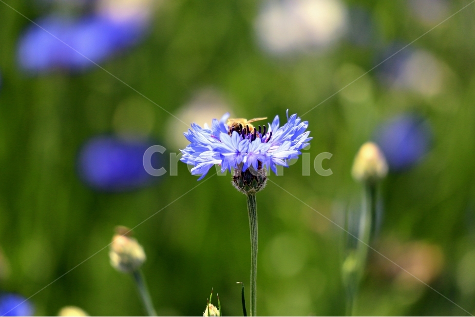 수레국화,벌,아침햇살,꽃잔치,보라물결,식물,자연,plants,nature,꽃,flower,동물,animal,곤충,벌레,insect,bug