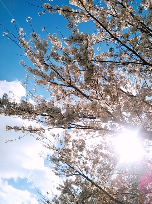 벚꽃,햇살,꽃,풍경,하늘,봄,계절,spring,season,자연,풍경,nature,landscape,휴식,힐링,rest,relaxation,healing,plant,식물,blossom,flower