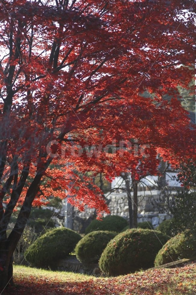 나무,나무잎,가을,가을끝,감성사진,가을,계절,fall,autumn,season,식물,자연,plants,nature,나무,trees,wood,leaf,잎,plant,tree,maple,단풍