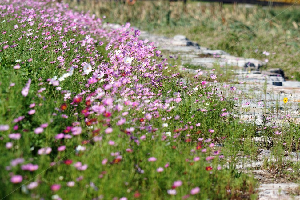 코스모스,가을,꽃,자연,식물,cosmos,nature,fiower,green,pink,가을,계절,fall,autumn,season,식물,자연,plants,nature,꽃,flower,geranium,제라늄,plant,blossom,outdoors,옥외
