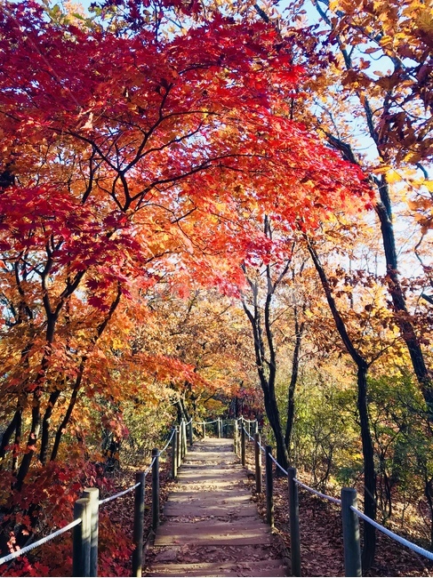 청계산,가을,등산,단풍,울긋불긋,붉게물든,자연경관