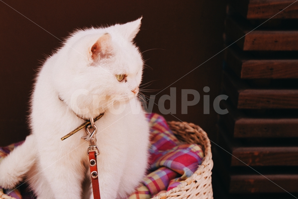 봄,자연,동물,고양이,감성,감성사진,cat,spring,animal,film,동물,animal,감성,sensible,feeling,고양이,cat,kitten,kitty,포유류,mammal