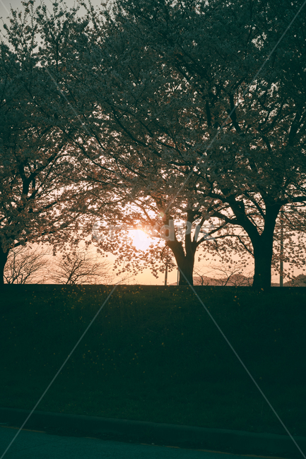 blossom,꽃,flower,벚꽃,cherryblossom,풍경,맥도생태공원,나무,햇빛,sunlight,flare,플레어