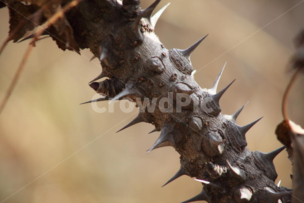 음나무,엄나무,가시,약용식물,castoraralia,식물,자연,plants,nature