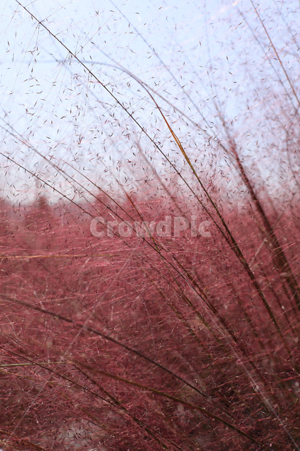 뮬리,핑크뮬리,하늘,핑크,muhly,감성,식물,자연,plants,nature