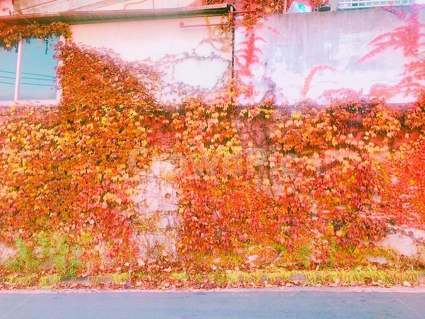 담벼락,덩쿨,집앞,운치,배경,가을,계절,fall,autumn,season