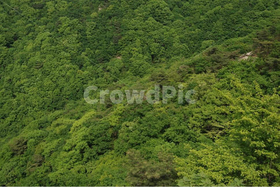 tree,mountain,nature,spring,산,자연,풍경,nature,landscape,vegetation,초목,plant,식물,land,땅,outdoors,옥외,green,초록,bush,부시,나무,rainforest,열대 우림