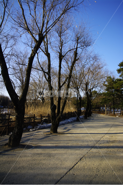 겨울,winter,풍경,나무,식물,plant,하늘,길,자연,풍경,nature,landscape,tree,tree trunk,나무 줄기