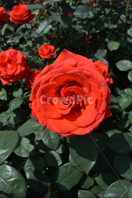 꽃,장미,붉은장미,rose,flower,식물,빨간색,red,식물,자연,plants,nature,꽃,flower
