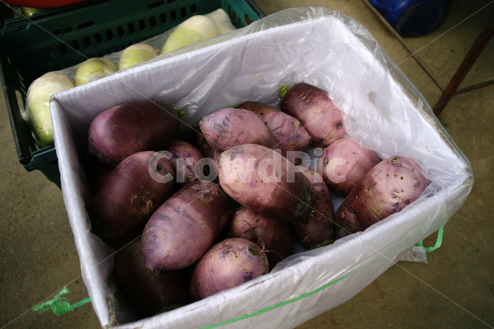 자색,순무,시장,판매,진열,시장,마트,마켓,market,mart,market place,음식,식재료,요리,food,cook,meal,dishes,food reserves,채소,야채,vegetables