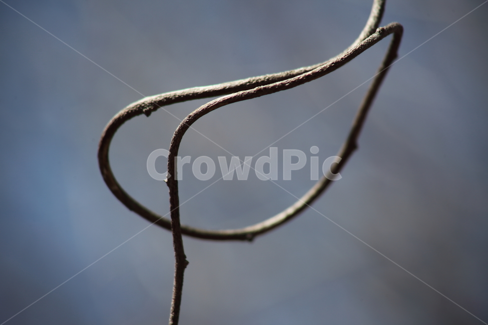 덩굴식물,식물,동그라미,줄기,climbingplant