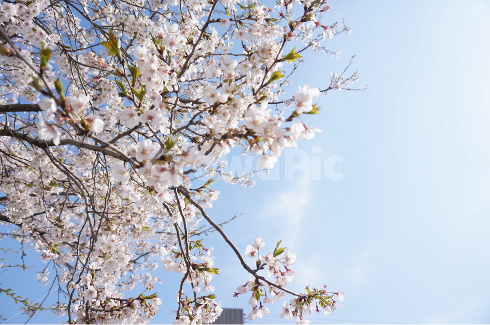 벚꽃,파랑,하늘,구름,풍경,봄,계절,spring,season,식물,자연,plants,nature,꽃,flower,plant,blossom